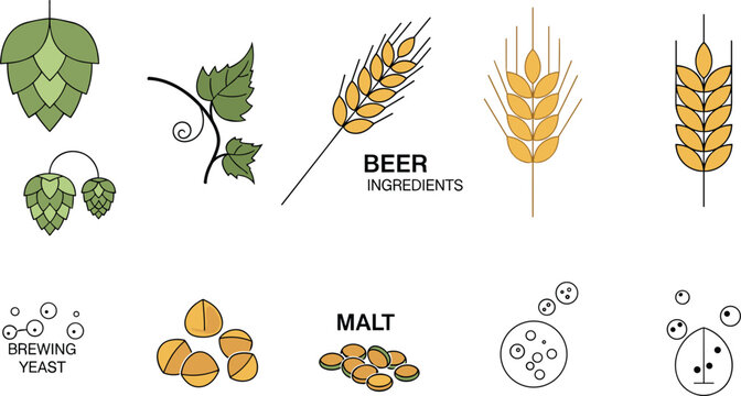 Beer brewing ingredients vector set with hops, barley, wheat, malt and yeast icons illustration for brewery, craft beer production concept design