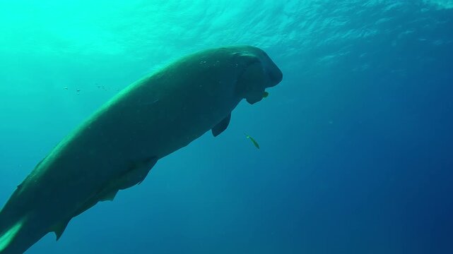 Sea Cow, Dugong dugon slowly swimming upwards in turquoise water exhaling air bubbles approaching the surface in backlit, Medium shot, Slow motion