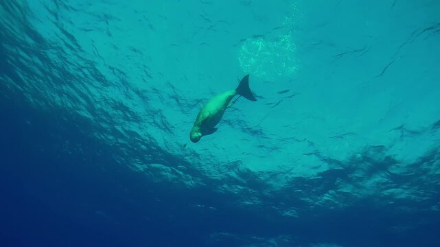 Bottom view of Sea Cow, Dugong dugon dives from surface of water and swims down in turquoise water, Wide-angle shot, Slow motion