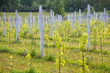 Experimental vineyard in public botanical garden. Silesian Botanical Garden in Mikolow, Poland.