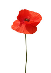 Fototapeta premium Blooming red poppy flower