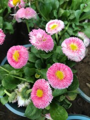 Bellis perennis isolated. English daisy. Pink Daisy Flower in Bloom. Pink flower close up. © MARTELO