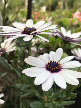 White Daisy Flower close up.  Cape marguerite isolated, African daisy, Cape daisy. White flower background.  Osteospermum isolated. Dimorphotheca ecklonis close up.