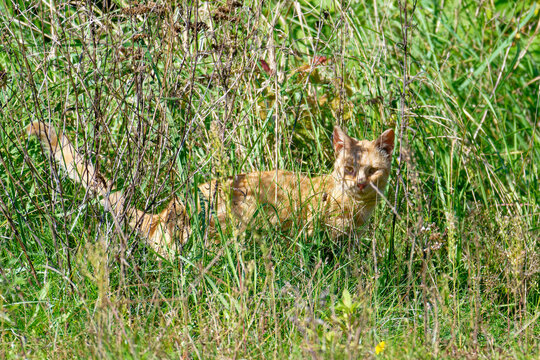 Freilaufende Hauskatze am Waldrand	