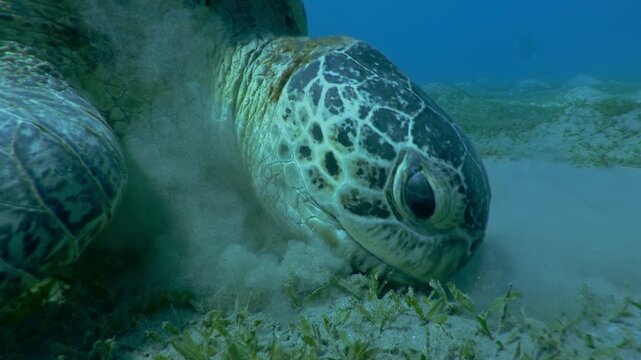Portrait of Sea turtle feeding sea grass on sandy bottom on blue water background, Slow motion of Great Green Sea Turtle, Chelonia mydas eating Smooth ribbon seagrass, Cymodocea rotundata