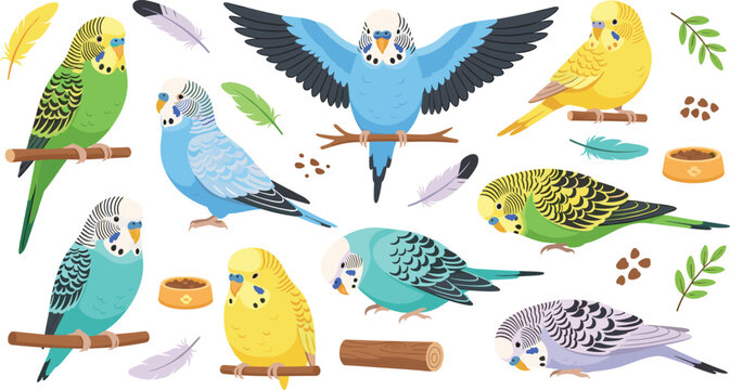 Cute Budgerigar Parrot Vector Set with Different Parakeet Birds Perching Flying and Sitting with Feathers Seeds and Pet Accessories