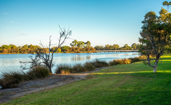 Dead tree on riverbank with kayaker and Riverton bridge in Canning River park, 30 March 2021, Perth, Australia