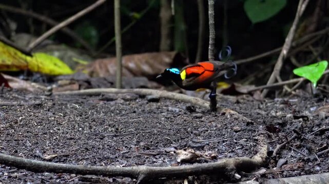 Wilson's bird-of-paradise (Cicinnurus respublica) male on a branch, Waigeo Island, Raja Ampat, West Papua, Indonesia. Rare endemic bird-of-paradise species from New Guinea.