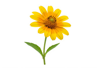 Fototapeta premium A bright yellow flower with green leaves on a white background isolated on transparent background