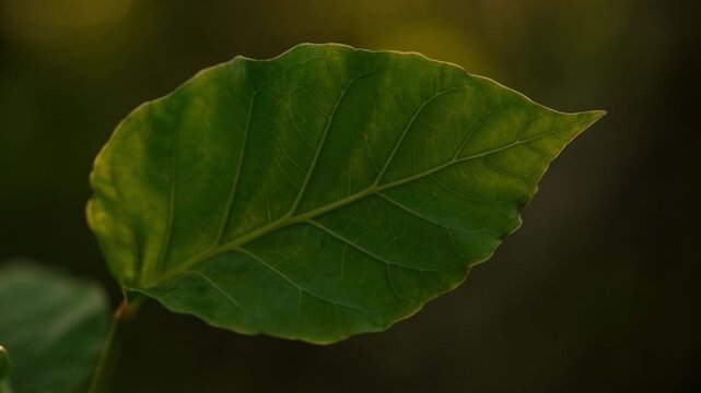 Close up of vibrant green leaf illuminated by warm sunlight