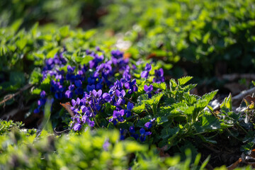 Wild violets on a green forest floor in spring
