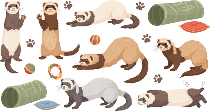 Playful Ferret Character Set with Cute Pet Ferrets in Different Poses with Toys, Tunnel, Cushion, and Paw Prints Cartoon Vector Illustration Collection