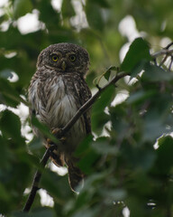 Eurasian pygmy owl in the spring wood