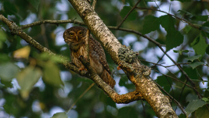 Fototapeta premium Eurasian pygmy owl in the birch wood