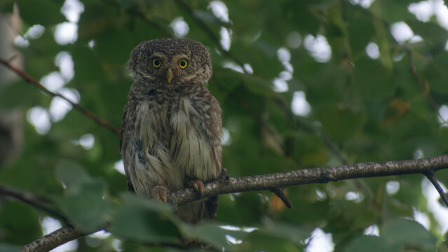 A small Eurasian pygmy owl is perched on a branch, looking directly at the camera