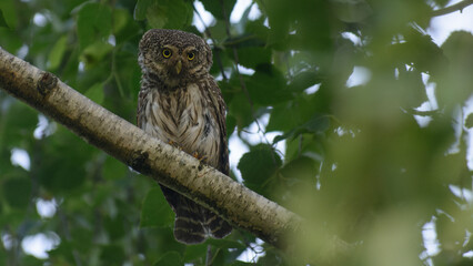 Eurasian pygmy owl in the forest