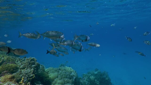 School of Mackerel feeding plankton  over coral reef, Slow motion of Striped mackerel or Indian mackerel, Rastrelliger kanagurta, shoal swimming with open mouths, filtering for zooplankton 