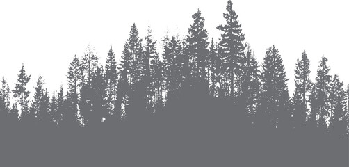 Obraz premium Dense evergreen forest silhouette with textured pine trees and branches