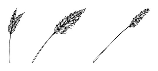 Pampas grass stalk set with a single weight line drawing featuring boho decor, clean lines, minimalist design with botanical illustration and natural elements