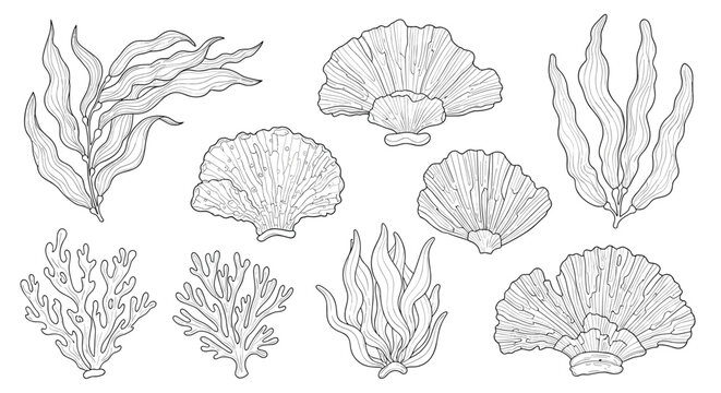 Detailed collection of black and white seaweed coral and seashell illustrations in an etching or engraving style.