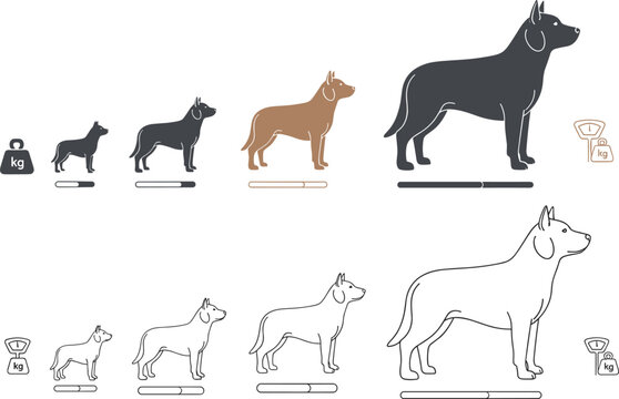 Dog Growth Stages Illustration Showing Puppy to Adult Dog Size Progression with Weight Scale and Pet Development Diagram