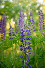 Fototapeta premium Purple lupin flowers blooms in the field in warm sunshine.