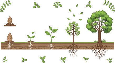 Naklejka premium Tree growth stages from seed germination to mature plant with roots soil nature lifecycle vector illustration set