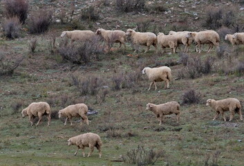 Obraz premium Russia. The South of Western Siberia, the Altai Mountains. Flocks of sheep graze on the autumn slopes of the mountains in the valley of the Katun River near the village of Inegen.