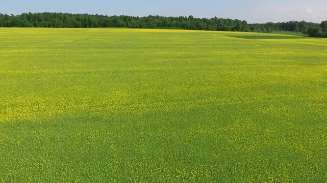 Yellow Blooming Rapeseed Field. Aerial Drone Shoot. Field of Blooming Rape Field. Drone