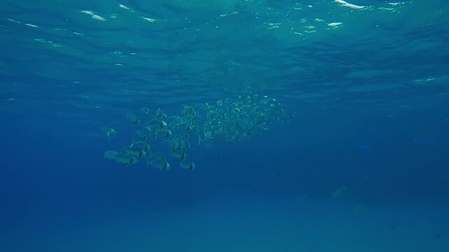 Bottom view on shoals of Mackerel filtering for plankton swims with open mouths under surface in turquoise water, Slow motion of school Striped Mackerel or Indian mackerel, Rastrelliger kanagurta