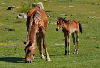 Fototapeta premium Russia. mountain Altai. Peacefully grazing horse with foal in the spring mountain steppes along the Chuisky highway.