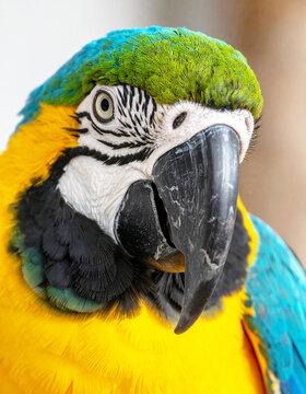 Wild parrot bird, closeup of face, zoo captivity. AI