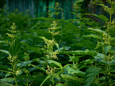 Close-up of blooming stinging nettle(Urtica dioica).