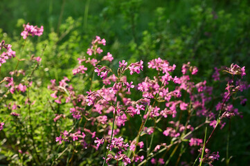 Obraz premium Pink flowers sticky catchfly lat (Silene viscaria) in wild.
