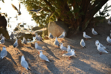 Mouettes au bord du lac © JFBRUNEAU