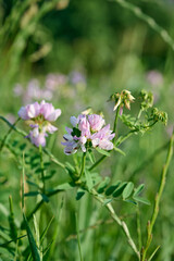 Obraz premium Close up fo blooming flowers of Securigera varia, commonly known as Crown Vetch.