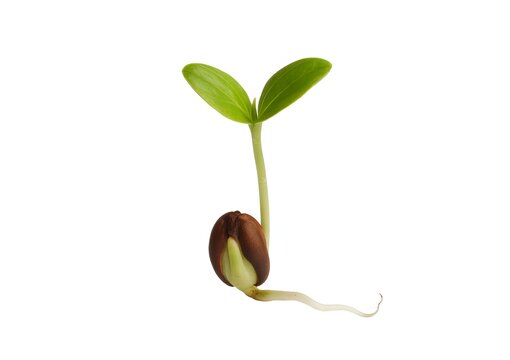 Single green bean sprout emerging from a brown seed with a white background seedling plant