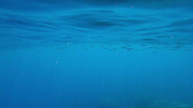 School of Halfbeak fish swims below surface in turquoise water in sunbeams, Slow motion of Red Sea Halfbeak, Hyporhamphus gamberur swims on a bright sunny day