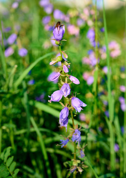Blue Campanula trachelium blossom in summer meadow.