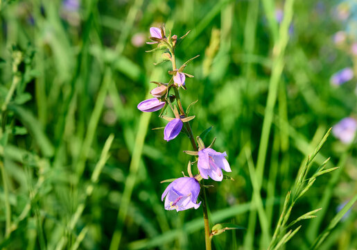 Blue Campanula trachelium blossom in summer meadow.