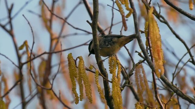 Slow Motion of a Coal Tit Bird Feeding on a Catkin