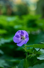 Blue flower Himalayan Cranesbill grows in the garden.