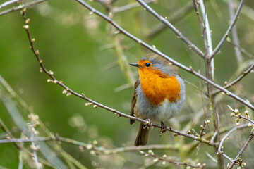 A European robin (Erithacus rubecula), recognized by its orange-red breast, brown back, and white belly.