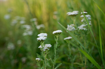 Common yarrow (Achillea) white flowers close up. Medicinal organic natural herbs, plants concept. Wild yarrow, wildflower. © Kulbabka