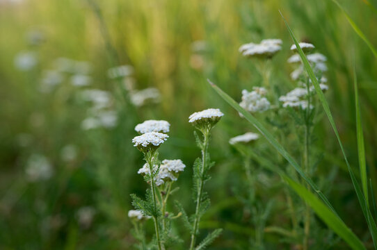 Common yarrow (Achillea) white flowers close up. Medicinal organic natural herbs, plants concept. Wild yarrow, wildflower.