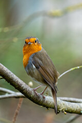 Fototapeta premium A European robin (Erithacus rubecula), recognized by its orange-red breast, brown back, and white belly. 