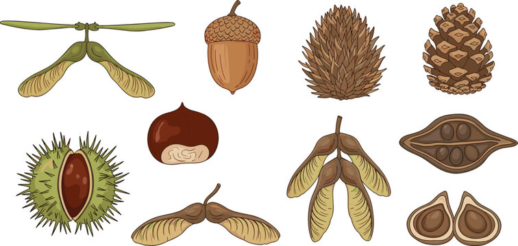 Set of various tree seeds and nuts icons featuring acorns pine cones chestnuts and maple samaras in colorful cartoon style for autumn nature design.