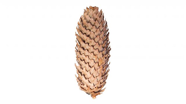 Pine Cone Opening in Time Lapse on a White Background. Fir Tree Cone Moving Isolated. Abies Tree
