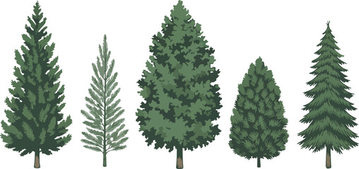 Evergreen tree vector set with pine spruce and fir species for forest landscapes mountain scenery and holiday © Md