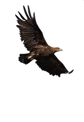 Fototapeta premium Steppe Eagle (Aquila nipalensis) female isolated on white background